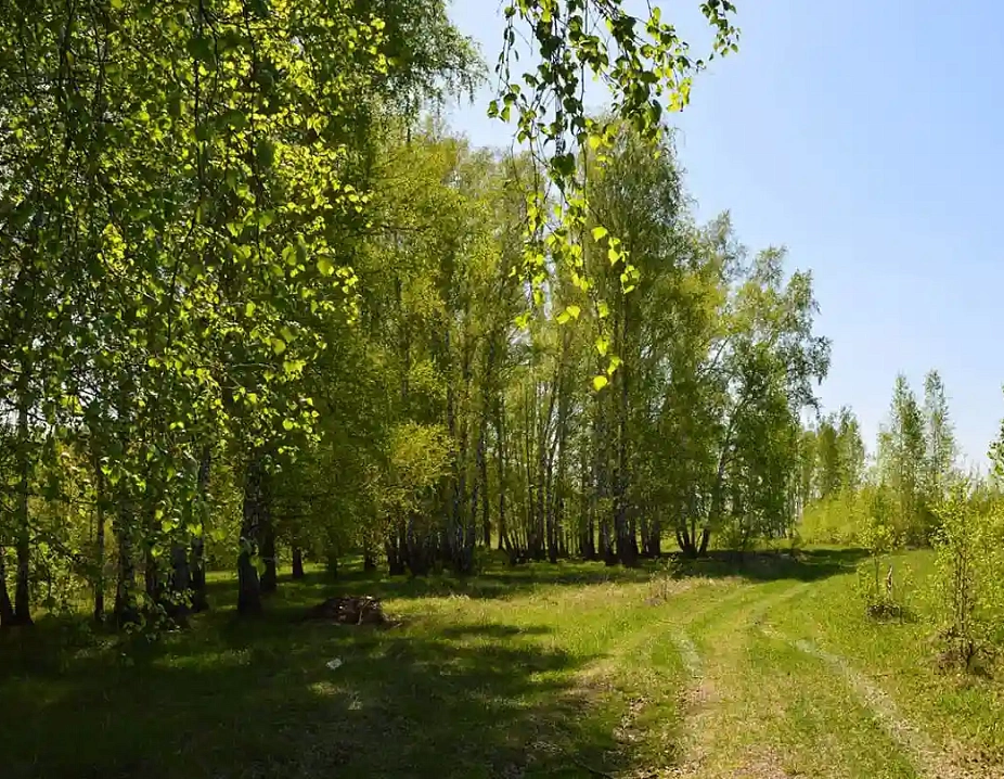 Погода в марусино. Марусино Новосибирская область. Село Марусино Новосибирская. Марусино Новосибирск. Марусино луг.